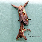 Spiny Oak-Slug Moths mating
