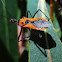 Spiny Orange assassin bugs