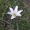 Atamasco Lily