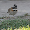 Copetón común / Rufous-collared sparrow