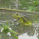 Bright Green frog or Edible frog