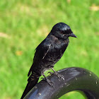 Black drongo