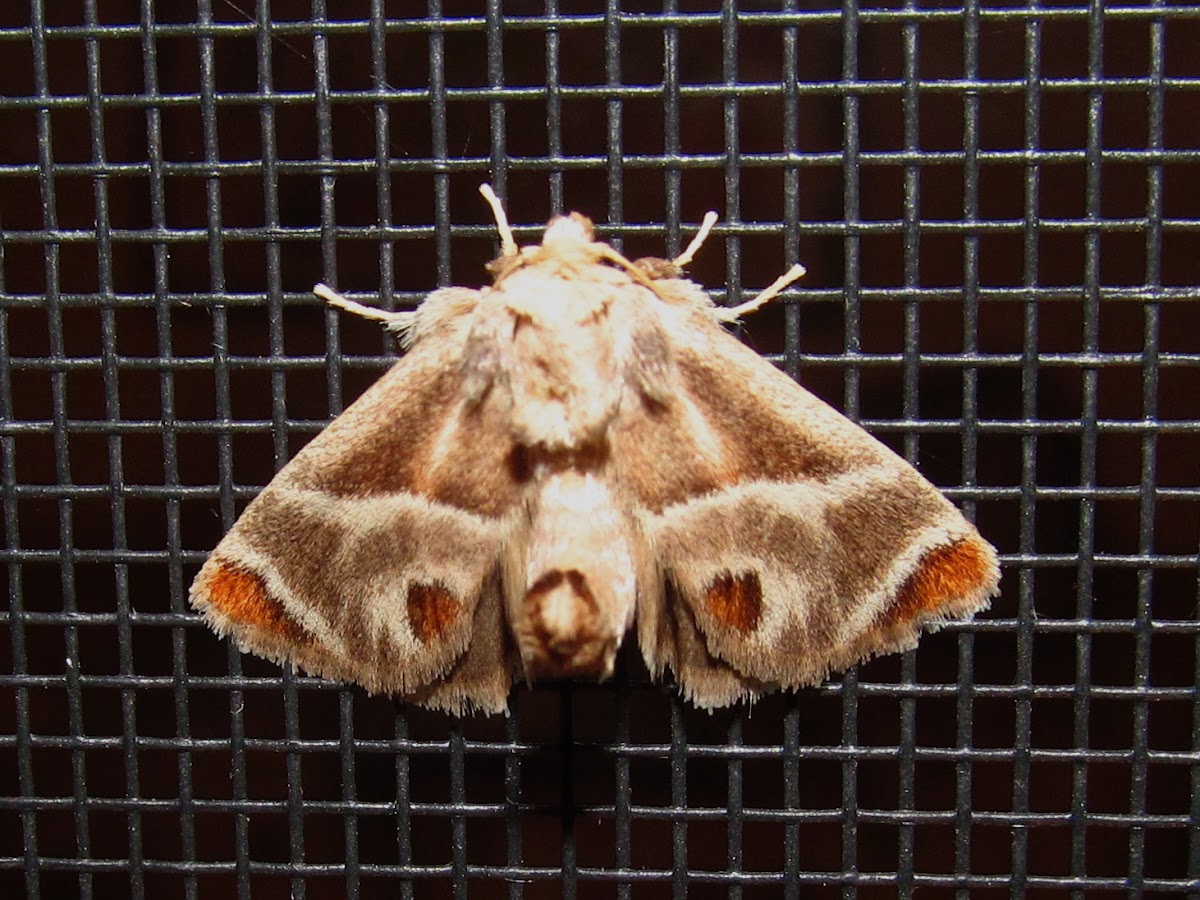 Shagreened Slug Moth