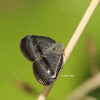 Ricaniid leafhopper