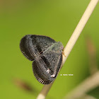 Ricaniid leafhopper