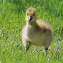 Canada Goose gosling