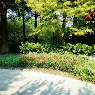 菁芳園 Tenway Garden／花園餐廳／落羽松