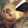 Hoffman's Two-Toed Sloth