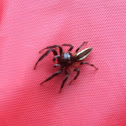 Jumping Spider - male