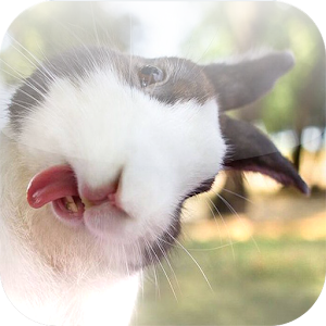 Picfun-Funny Pictures 1.2