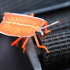 Bright Shield Bug Nymph