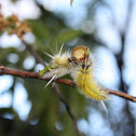 Caterpillar