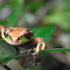 N Pacific Treefrog