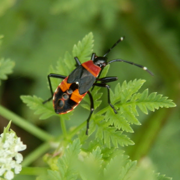 Harlequin Bugs | Project Noah