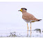 Yellow wattled Lapwing