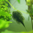 Reticulated Hillstream Loach