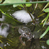 Broad Palmed Frog, Gravel Frog