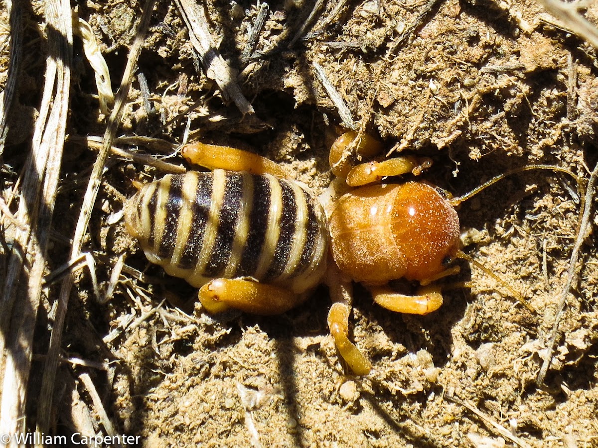 Jerusalem Cricket