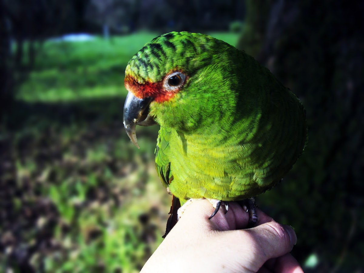 Slender-billed Parakeet