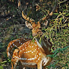 Spotted deer/chital