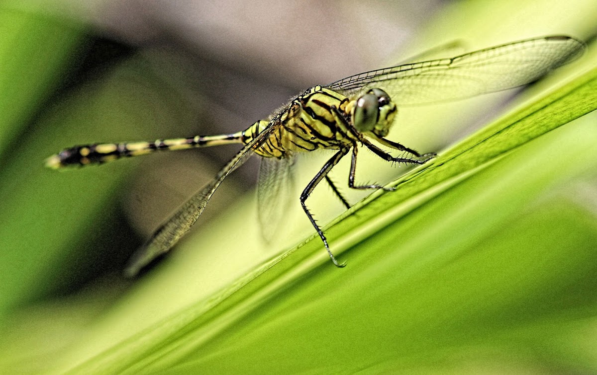 Ground Skimmer Dragonfly