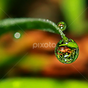 by Luxmen 46 - Nature Up Close Natural Waterdrops
