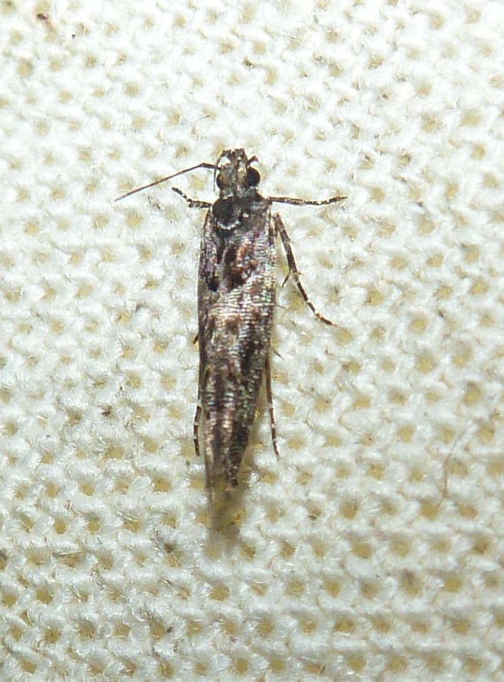 Micro-Lepideoptera