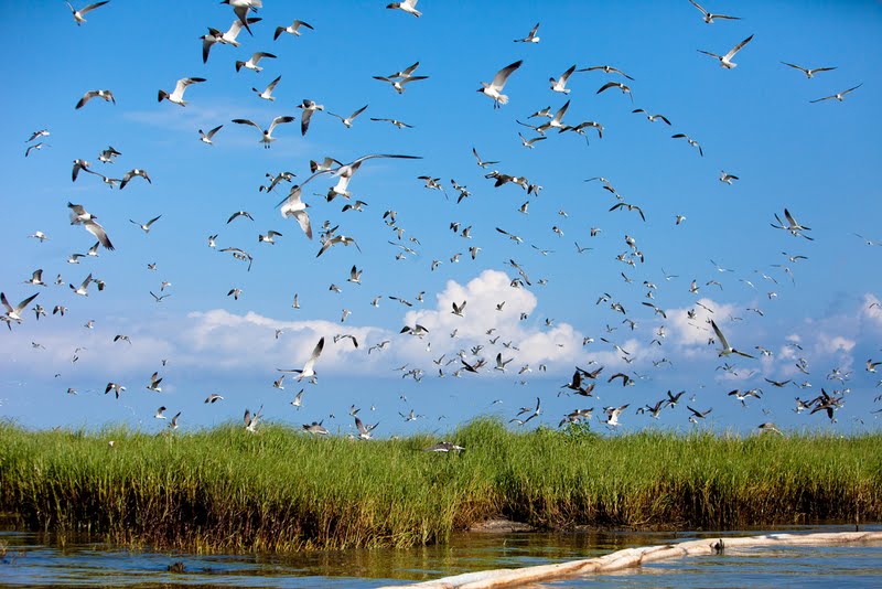 Oil Hits Bird Island - Barataria Bay Louisiana