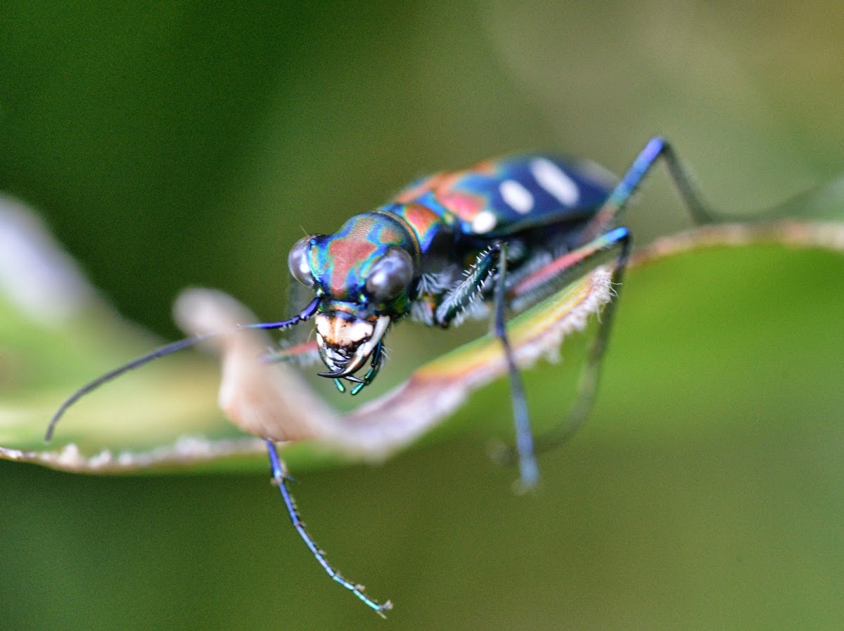 Golden-spotted tiger beetle（金斑虎甲）