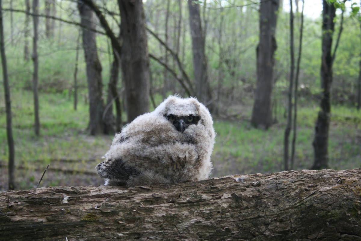 Great Horned Owl