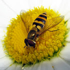 American Hover Fly - female