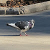 Ferral Pigeon