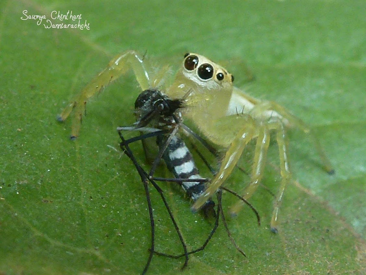 Female Two-Striped Jumping spider