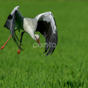 take off by Riccardo Trevisani - Uncategorized All Uncategorized