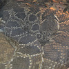 Diamondback rattlesnake