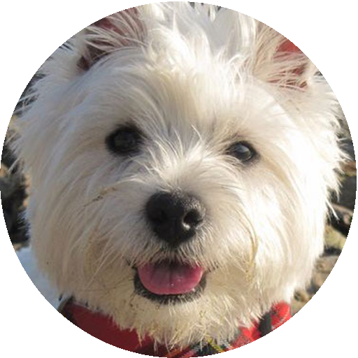 West Highland White Terrier 個人化 App LOGO-APP開箱王