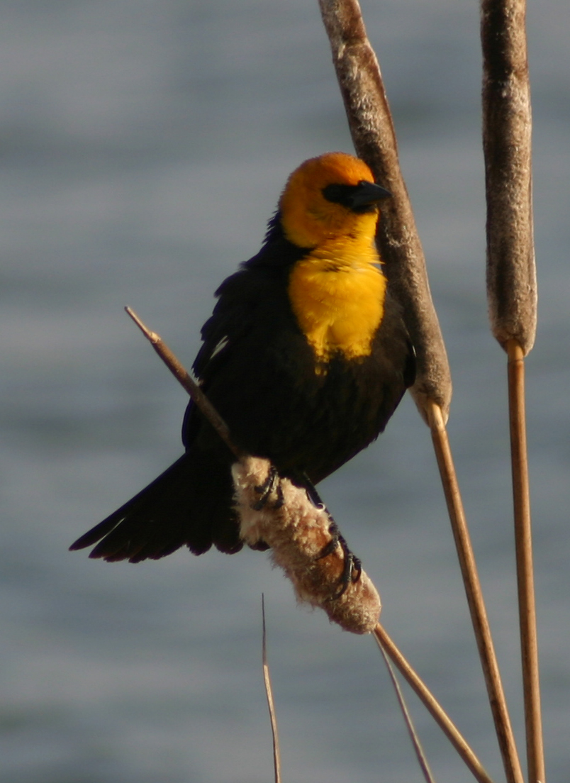 Yellow headed Blackbird