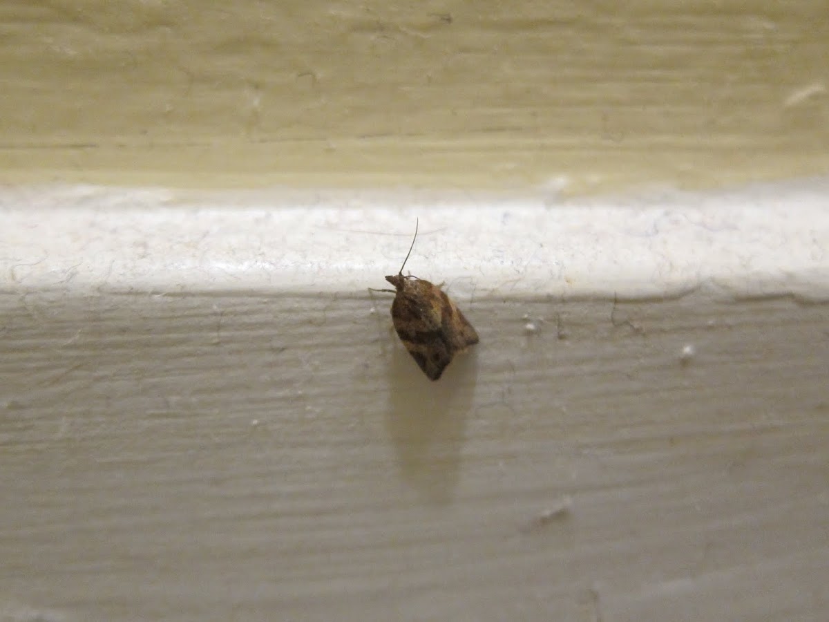 Clepsis Moth