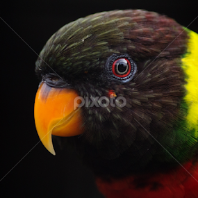 Mitchell's Lorikeet by Nikki Wilson - Animals Birds