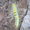 Definite-marked Tussock Moth Caterpillar