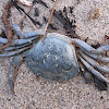 Cangrexo de mar (gl), Cangrejo verde europeo (es), European green crab (uk)