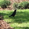 American Crow