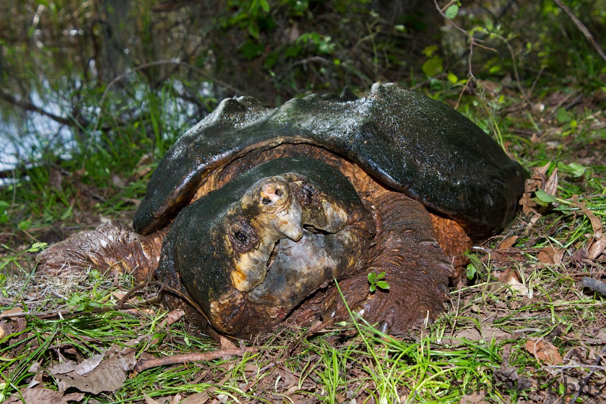 Alligator Snapping Turtle