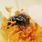 Dotted Fruit Chafer