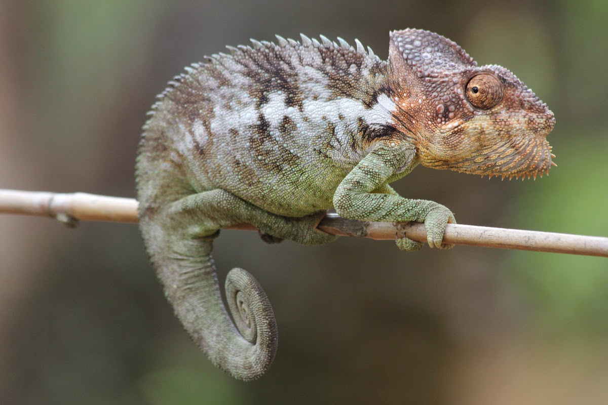 Warty Chameleon
