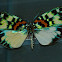 Zygaenid moth