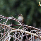 Colibrí