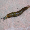 Babosa / Slug