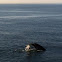 Humpback Whale- "Gemini"