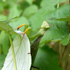 European Mantis